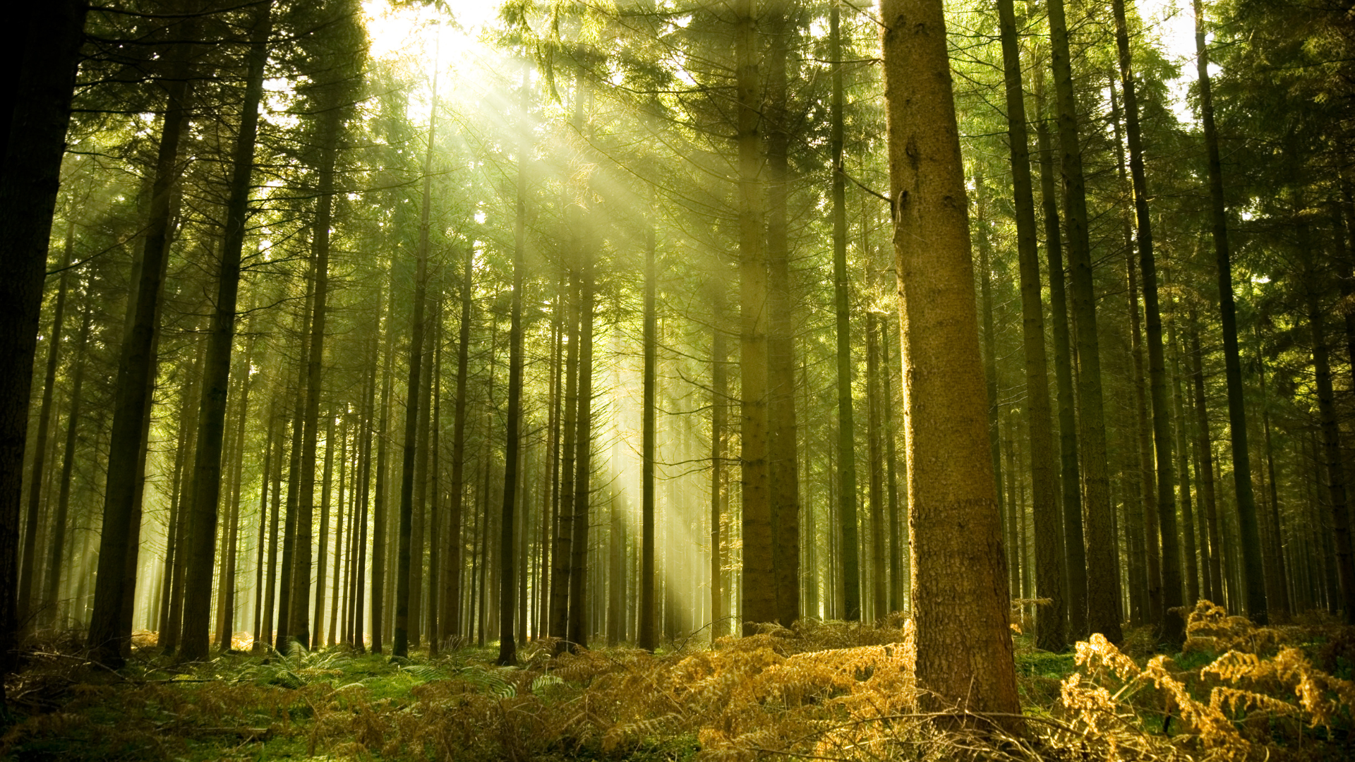 Forêt avec des arbres majestueux, symbolisant la ressource renouvelable du bois énergie.